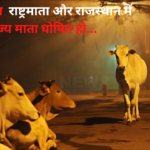  Cow As State Mother Rajasthan: गौ-संरक्षण को लेकर साइकिल यात्रा पर नीर सिंह राठौड़: राजस्थान में 3280 किलोमीटर का सफर तय किया 