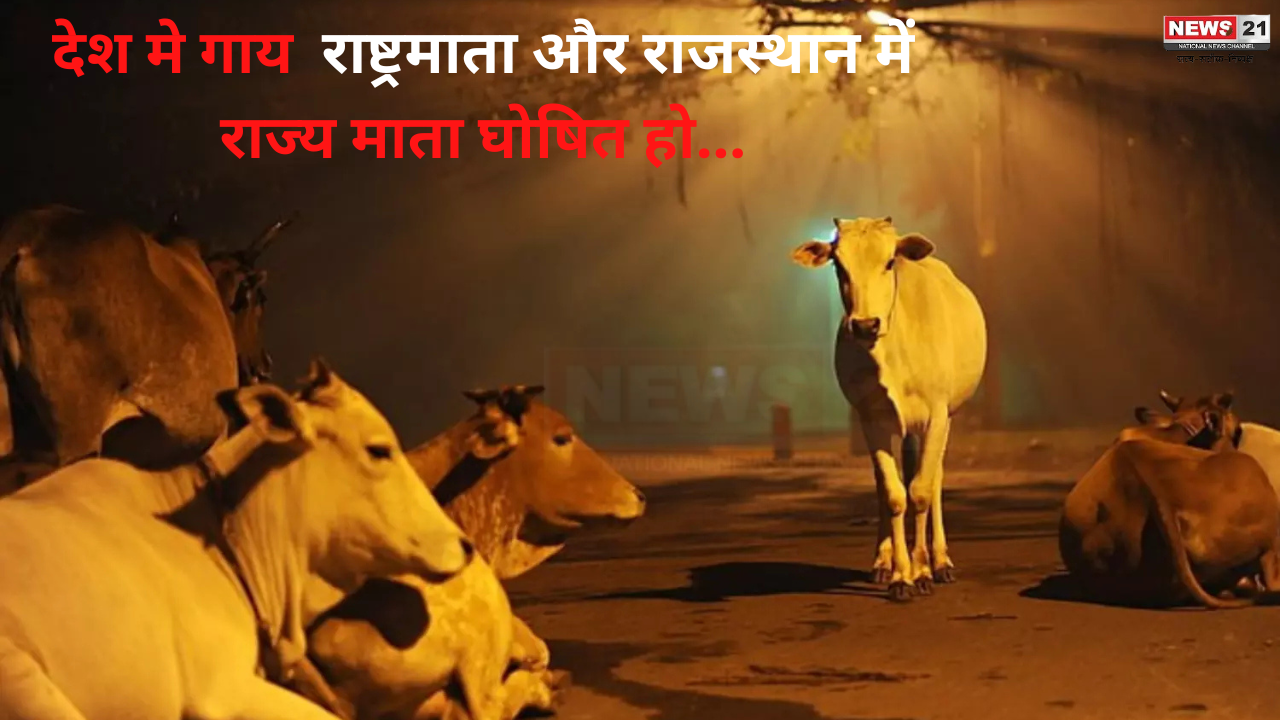  Cow As State Mother Rajasthan: गौ-संरक्षण को लेकर साइकिल यात्रा पर नीर सिंह राठौड़: राजस्थान में 3280 किलोमीटर का सफर तय किया 