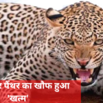 Udaipur Leopard Tendua Killed: आदमखोर पैंथर का खौफ हुआ 'खत्म': अबकी बार भाग नहीं पाया आदमखोर पैंथर 