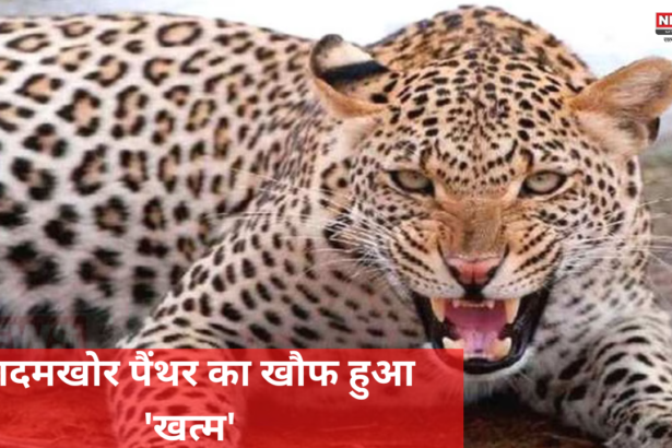 Udaipur Leopard Tendua Killed: आदमखोर पैंथर का खौफ हुआ 'खत्म': अबकी बार भाग नहीं पाया आदमखोर पैंथर 