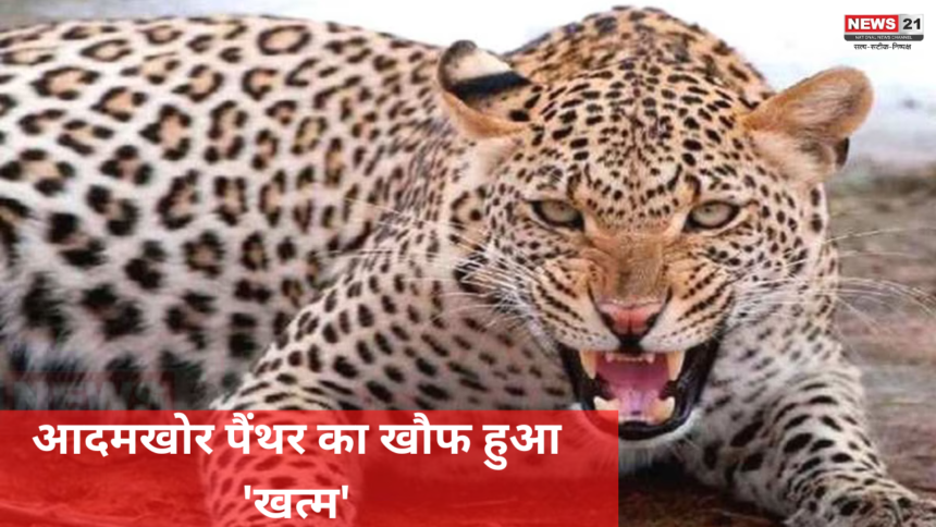 Udaipur Leopard Tendua Killed: आदमखोर पैंथर का खौफ हुआ 'खत्म': अबकी बार भाग नहीं पाया आदमखोर पैंथर 