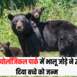 Jaipur Nahargarh Biological Park Good News: राजस्थान के वन्यजीव प्रेमियों के लिए खुशखबरी: नाहरगढ़ बायोलॉजिकल पार्क में भालू जोड़े ने 2 साल बाद दिया बच्चे को जन्म