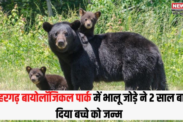 Jaipur Nahargarh Biological Park Good News: राजस्थान के वन्यजीव प्रेमियों के लिए खुशखबरी: नाहरगढ़ बायोलॉजिकल पार्क में भालू जोड़े ने 2 साल बाद दिया बच्चे को जन्म