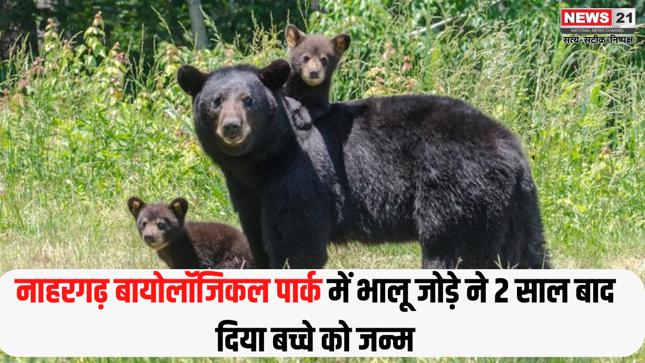 Jaipur Nahargarh Biological Park Good News: राजस्थान के वन्यजीव प्रेमियों के लिए खुशखबरी: नाहरगढ़ बायोलॉजिकल पार्क में भालू जोड़े ने 2 साल बाद दिया बच्चे को जन्म