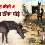 Pushkar Fair 2024:  इंटरनेशनल पुष्कर मेले में आकर्षण का केन्द्र बना 11 करोड़ का घोडा: पुष्कर मेले में देश का सबसे ऊंचा घोड़ा