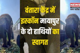 Vantara Center Gujarat: वंतारा केंद्र में इस्कॉन मायापुर के दो हाथियों का स्वागत: विष्णुप्रिया के महावत पर हमले के बाद लिया गया कदम 