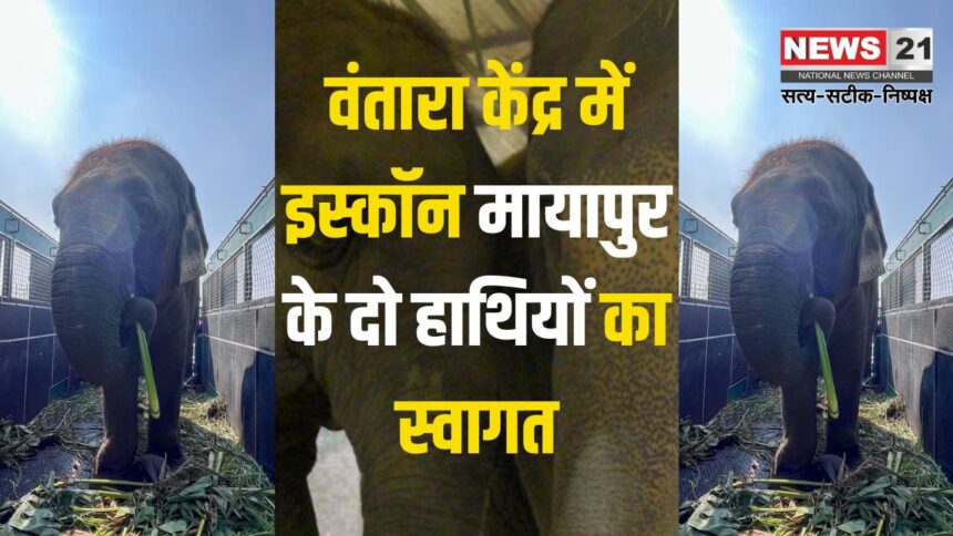 Vantara Center Gujarat: वंतारा केंद्र में इस्कॉन मायापुर के दो हाथियों का स्वागत: विष्णुप्रिया के महावत पर हमले के बाद लिया गया कदम 