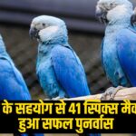 Cyanopsitta Spicy: वंतारा के सहयोग से 41 स्पिक्स मैकॉ का हुआ सफल पुनर्वास:  विलुप्त होती प्रजातियों के संरक्षण में एक महत्वपूर्ण उपलब्धि