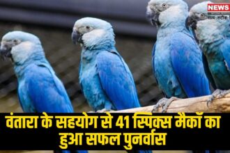 Cyanopsitta Spicy: वंतारा के सहयोग से 41 स्पिक्स मैकॉ का हुआ सफल पुनर्वास:  विलुप्त होती प्रजातियों के संरक्षण में एक महत्वपूर्ण उपलब्धि