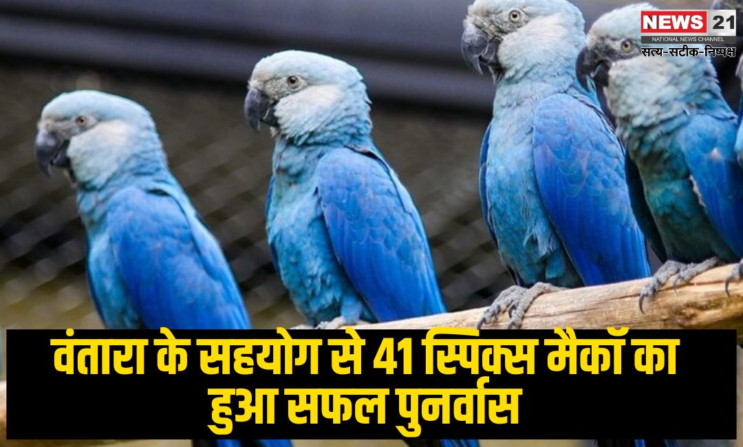 Cyanopsitta Spicy: वंतारा के सहयोग से 41 स्पिक्स मैकॉ का हुआ सफल पुनर्वास: विलुप्त होती प्रजातियों के संरक्षण में एक महत्वपूर्ण उपलब्धि