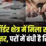 Bikaner Bajju Border News: बज्जू बॉर्डर क्षेत्र में मिला संदिग्ध कबूतर: परों में बंधी है रिंग, पुलिस को किया सुपुर्द