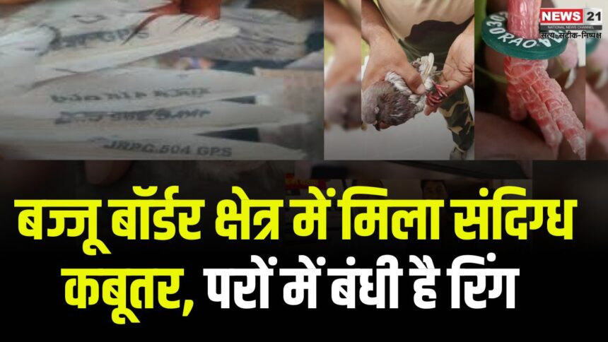 Bikaner Bajju Border News: बज्जू बॉर्डर क्षेत्र में मिला संदिग्ध कबूतर: परों में बंधी है रिंग, पुलिस को किया सुपुर्द