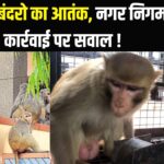 Terror Of Monkeys In Jaipur: जयपुर में बंदरों की बढ़ती संख्या से जनता परेशान: नगर निगम की कार्रवाई पर सवाल 