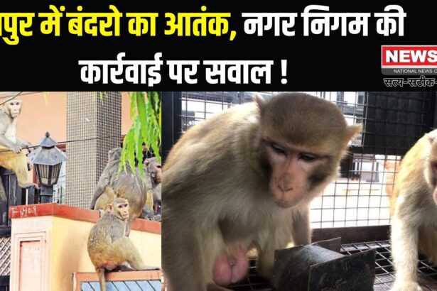 Terror Of Monkeys In Jaipur: जयपुर में बंदरों की बढ़ती संख्या से जनता परेशान: नगर निगम की कार्रवाई पर सवाल 