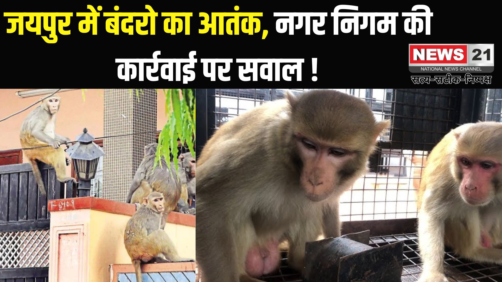 Terror Of Monkeys In Jaipur: जयपुर में बंदरों की बढ़ती संख्या से जनता परेशान: नगर निगम की कार्रवाई पर सवाल