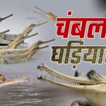 Kota News Update: संकट में घड़ियाल: फिर भी चंबल में उम्मीद की किरण