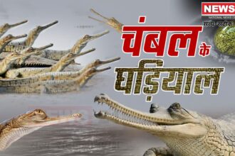 Kota News Update: संकट में घड़ियाल: फिर भी चंबल में उम्मीद की किरण