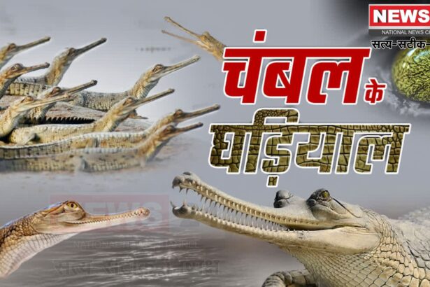Kota News Update: संकट में घड़ियाल: फिर भी चंबल में उम्मीद की किरण