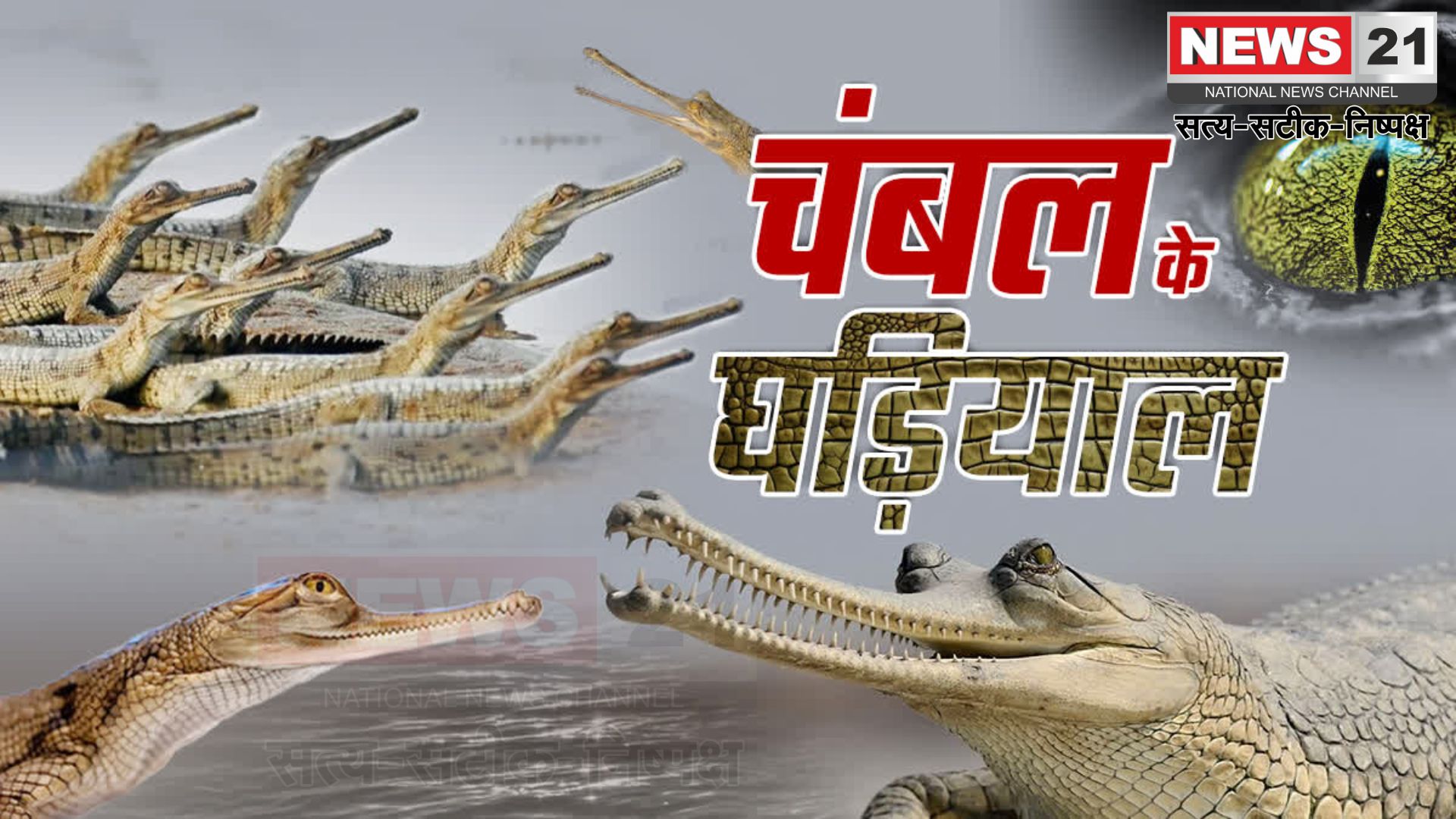 Kota News Update: संकट में घड़ियाल: फिर भी चंबल में उम्मीद की किरण