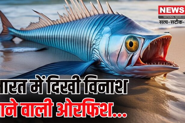 Doomsday Fish News Update: ओरफिश मछली की तमिलनाडु तट पर नज़र: प्रलय का संकेत या विज्ञान की सच्चाई?