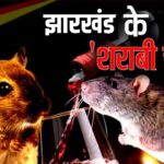 Jharkhand Liquor Scandal: झारखंड में चूहों ने पी ली 800 बोतल शराब: घोटाले की जांच में हुआ चौंकाने वाला खुलासा!