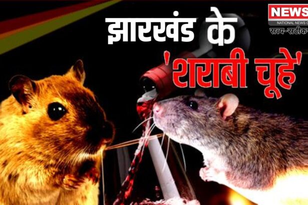 Jharkhand Liquor Scandal: झारखंड में चूहों ने पी ली 800 बोतल शराब: घोटाले की जांच में हुआ चौंकाने वाला खुलासा!