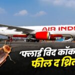 Air India Cockroach Controversy: विमान में दिखे कॉकरोच: एअर इंडिया ने माना- "दुर्भाग्यपूर्ण घटना"