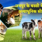 Rajasthan News Update: राजस्थान का पहला सेक्स सॉर्टेड सीमन बैंक बस्सी में शुरू: पशुपालन में आएगा बड़ा बदलाव