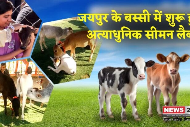 Rajasthan News Update: राजस्थान का पहला सेक्स सॉर्टेड सीमन बैंक बस्सी में शुरू: पशुपालन में आएगा बड़ा बदलाव