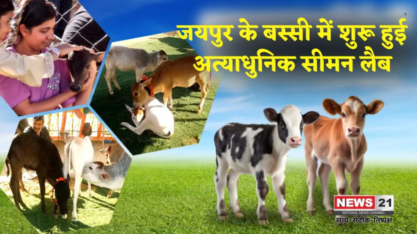 Rajasthan News Update: राजस्थान का पहला सेक्स सॉर्टेड सीमन बैंक बस्सी में शुरू: पशुपालन में आएगा बड़ा बदलाव