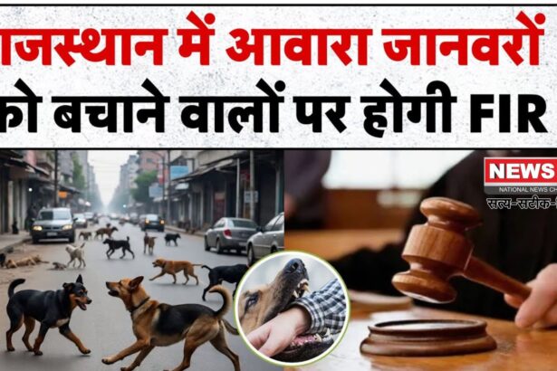 Rajasthan Stray Dogs Removal Order Update: राजस्थान हाईकोर्ट का आदेश – आवारा कुत्तों को सड़कों से हटाया जाए