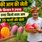 मियाजाकी आम की खेती