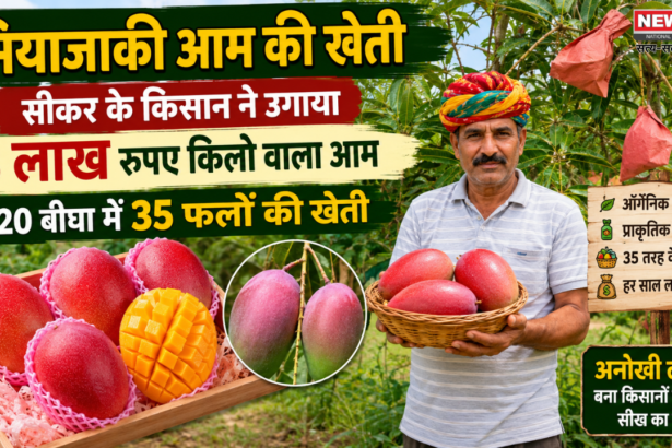 मियाजाकी आम की खेती