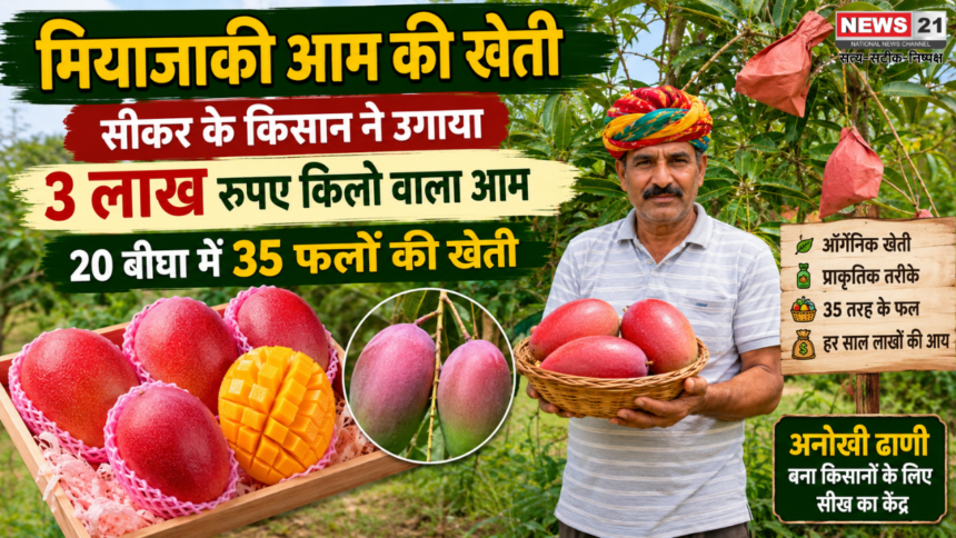 मियाजाकी आम की खेती