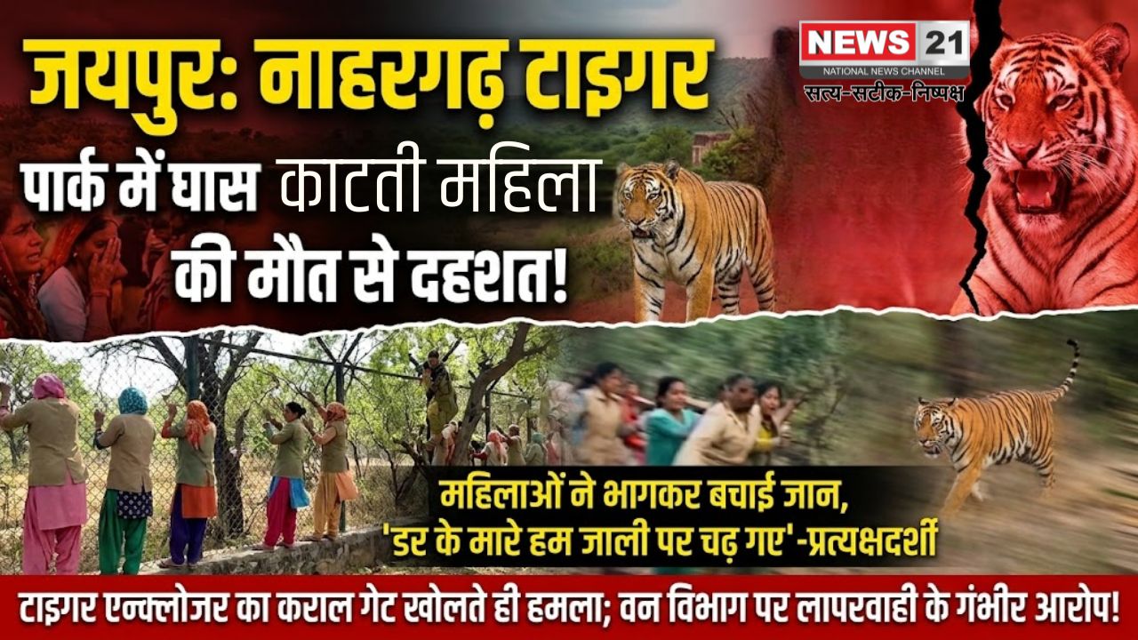 जयपुर नाहरगढ़ टाइगर हमला